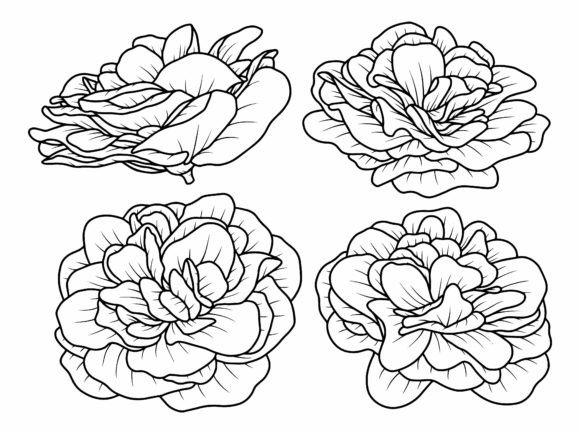 Flowers Rose Line Art Illustration: Graphics for Creative Design