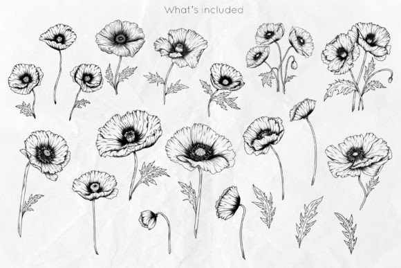Poppy Flowers Line Art SVG: Graphics and Illustrations