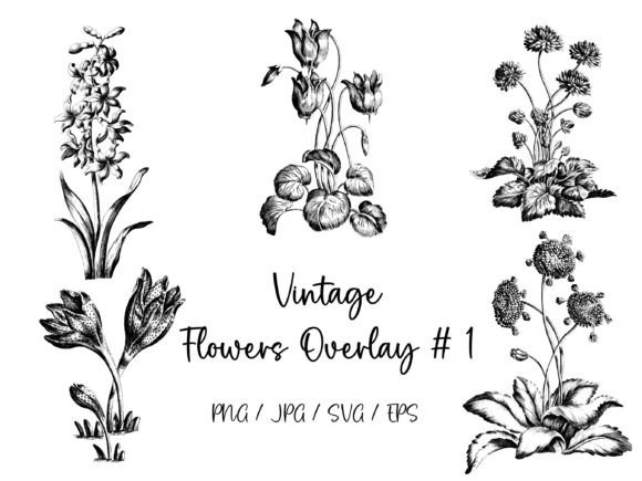 Vintage Flowers Overlay 1 – Graphics and Illustrations for Timeless Branding