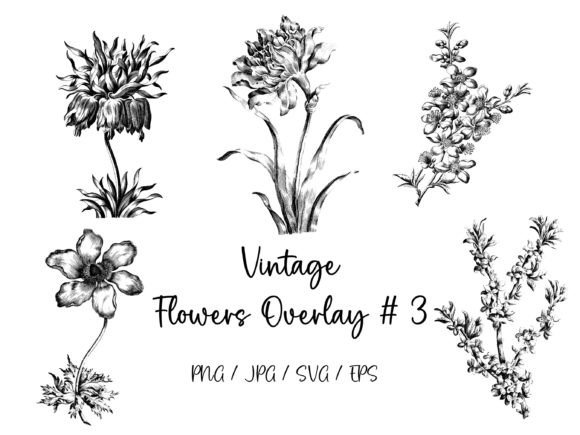 Vintage Flowers Overlay 3 – Graphics and Illustrations